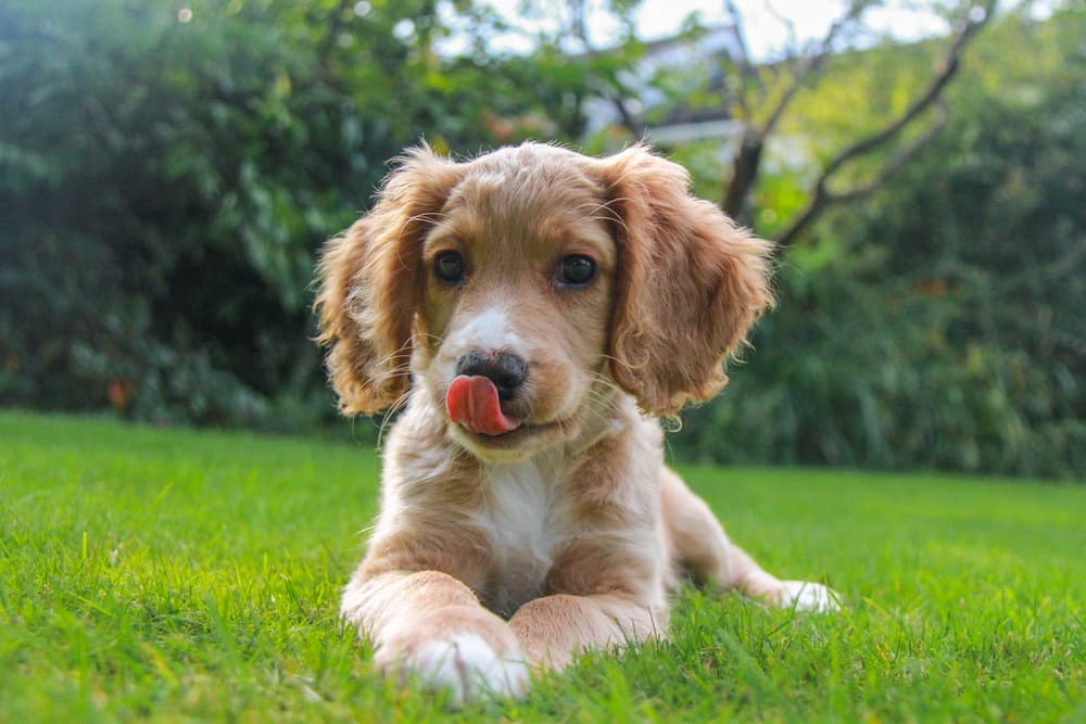 why-does-my-dog-keep-licking-his-lips