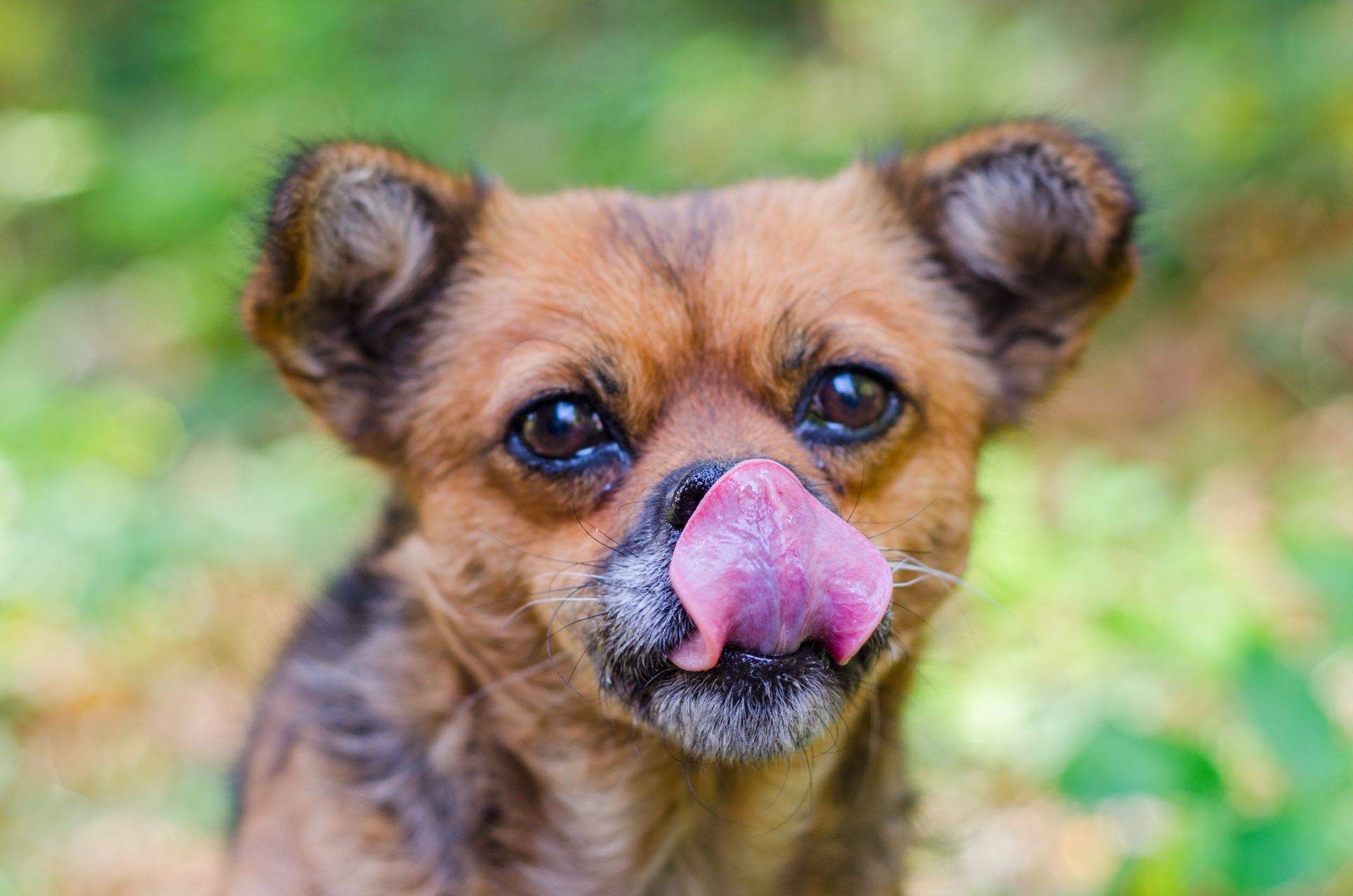 why-does-my-dog-keep-licking-his-lips