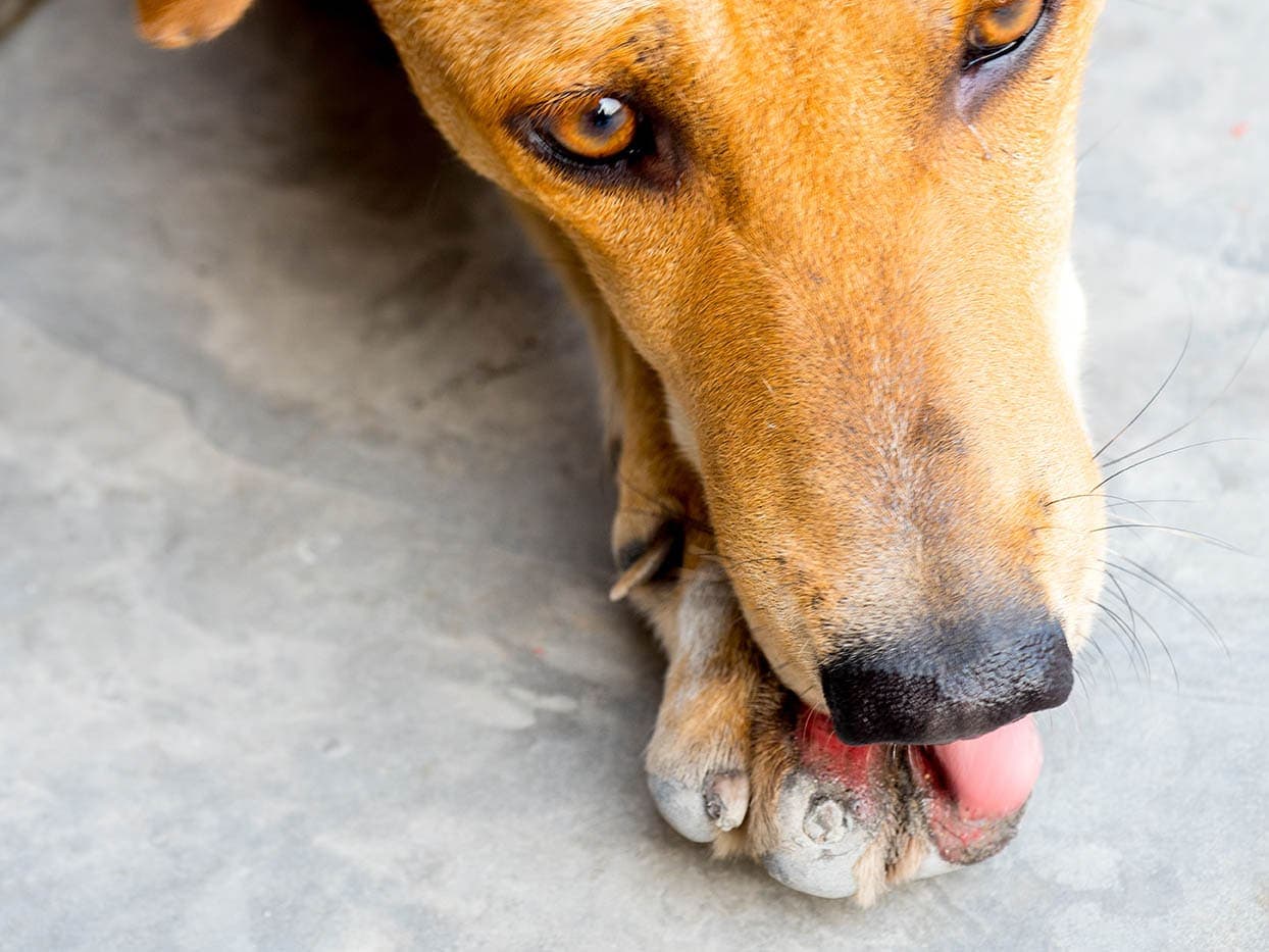 Why Does My Dog Lick My Wounds? (Really…)