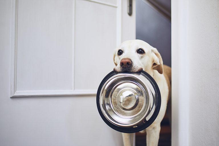 Why Does My Dog Push Her Food With Her Nose