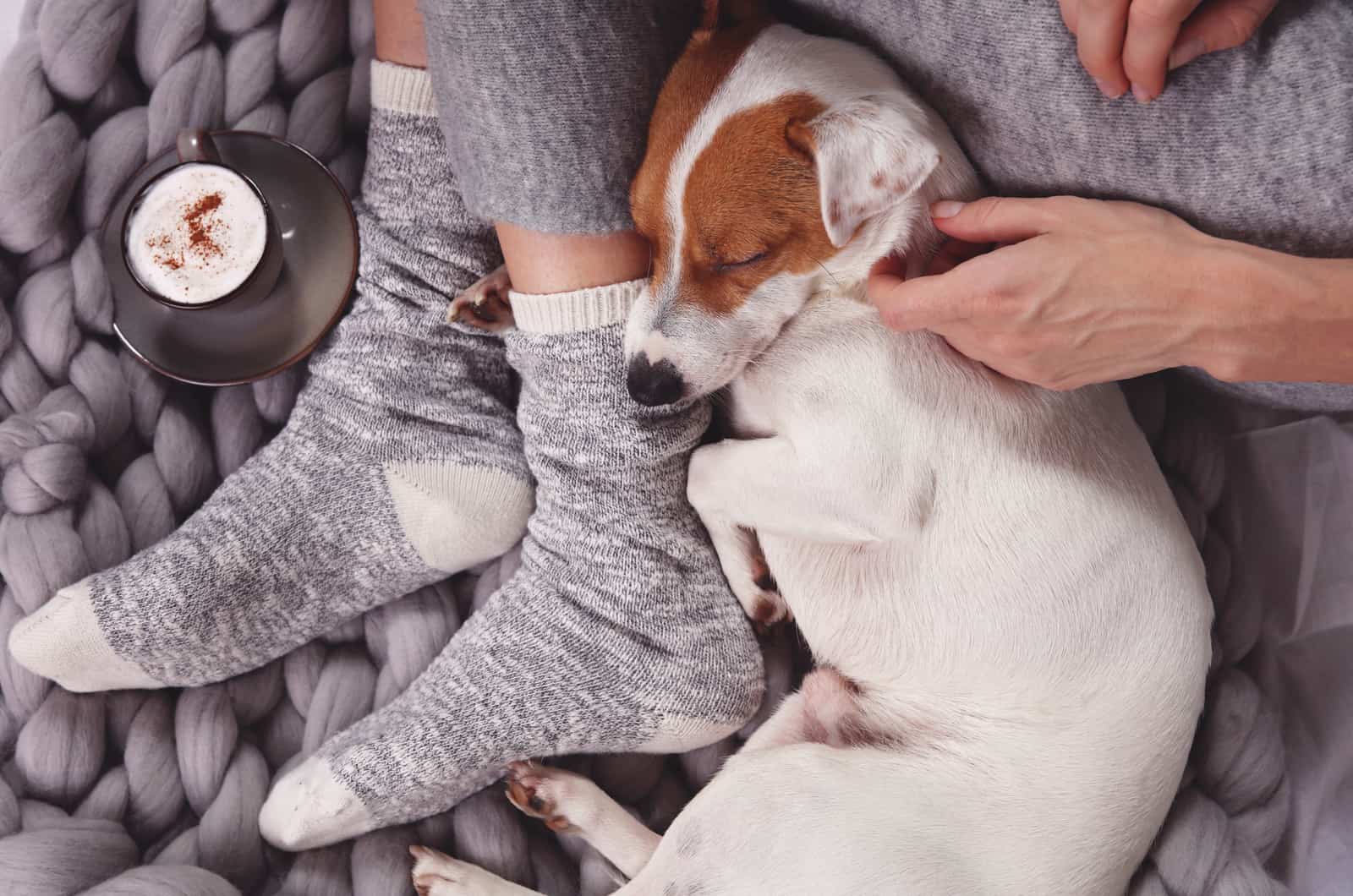 why-does-my-dog-sleep-between-my-legs-and-why-it-matters