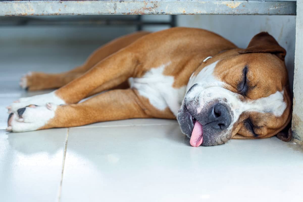 how-long-will-a-dog-sleep-after-surgery-best-dog-answers