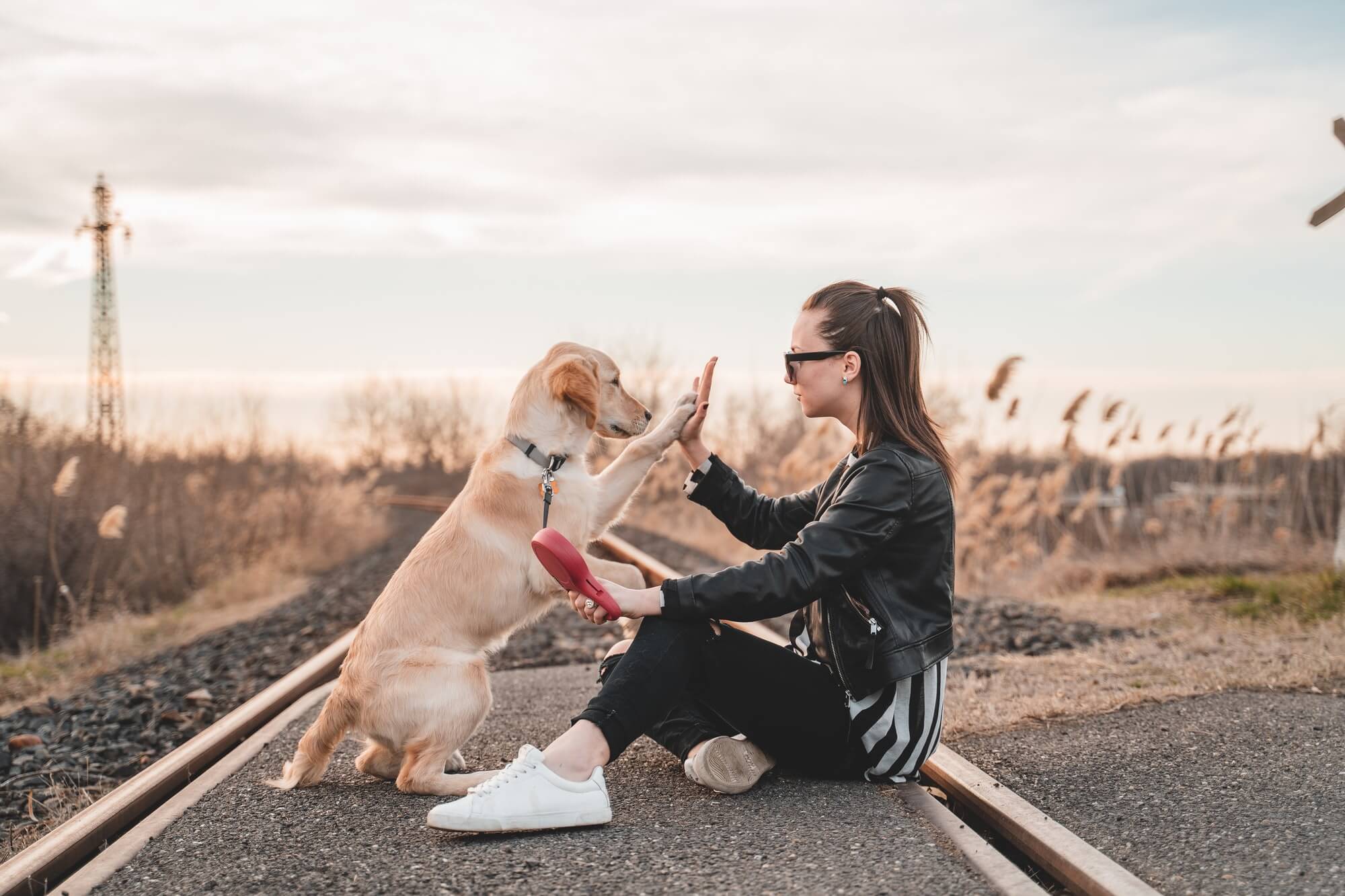 Why Do Dogs Stand Over Us? The Science Of Dog Behavior