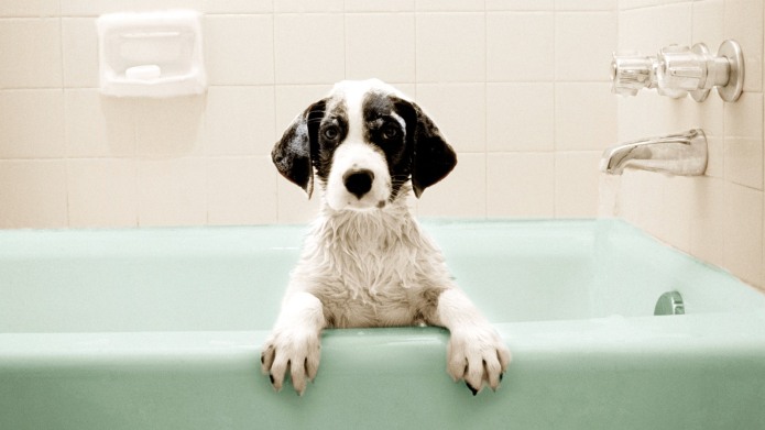 why-do-dogs-stink-after-a-bath-why-do-dogs-dogs-dog-shaming