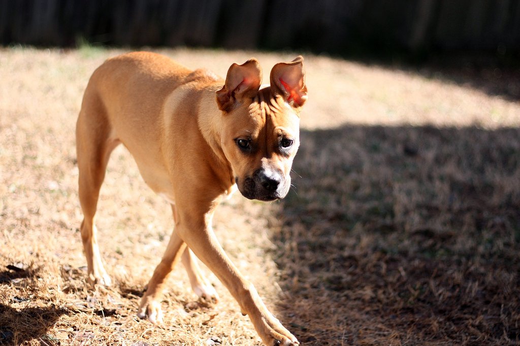 Why Does My Dog Walk Sideways?