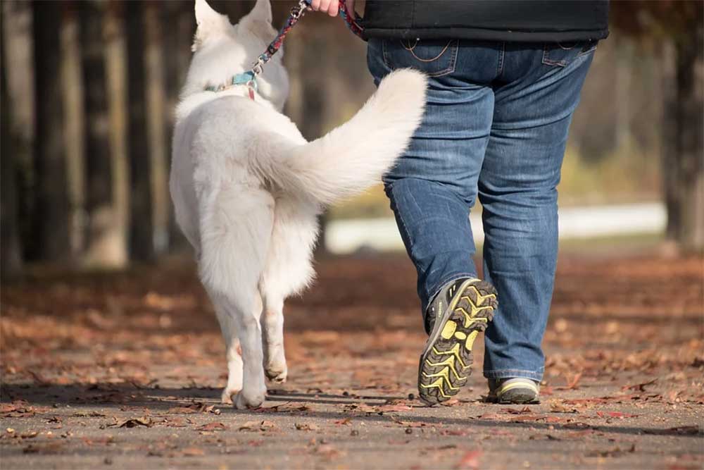 Why Does My Dog Walk Sideways?