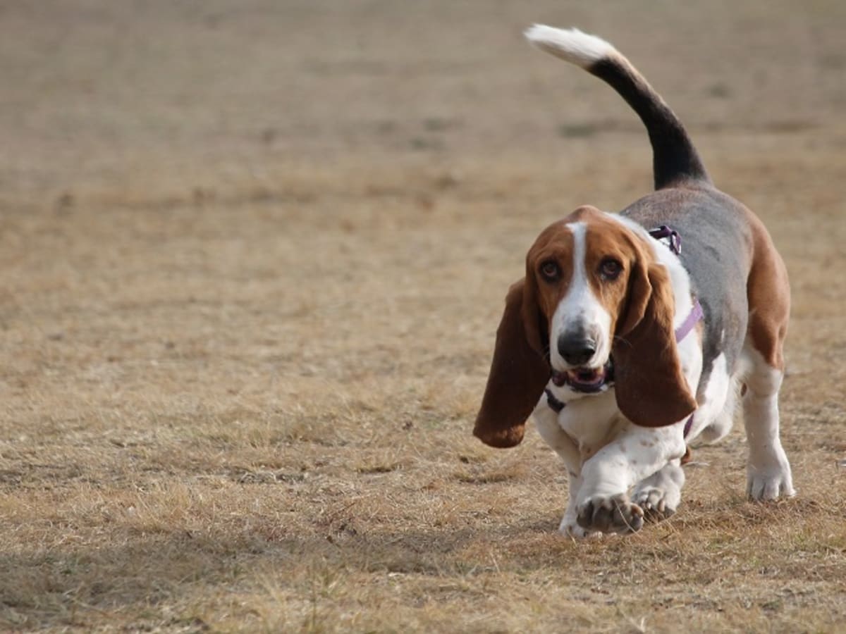 Why Does My Dog Walk Sideways?