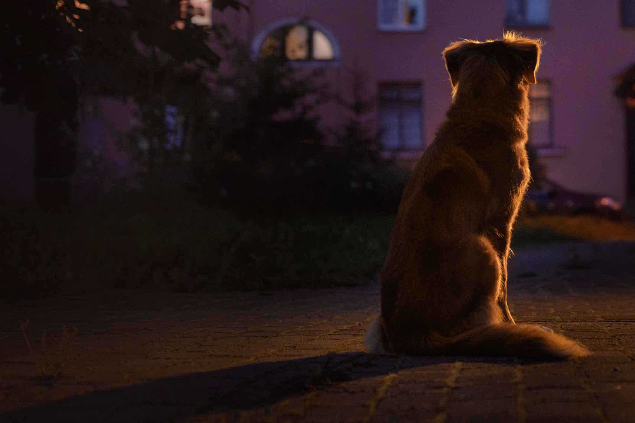 Why Does My Dog Whine At Night And What Can I Do About It 