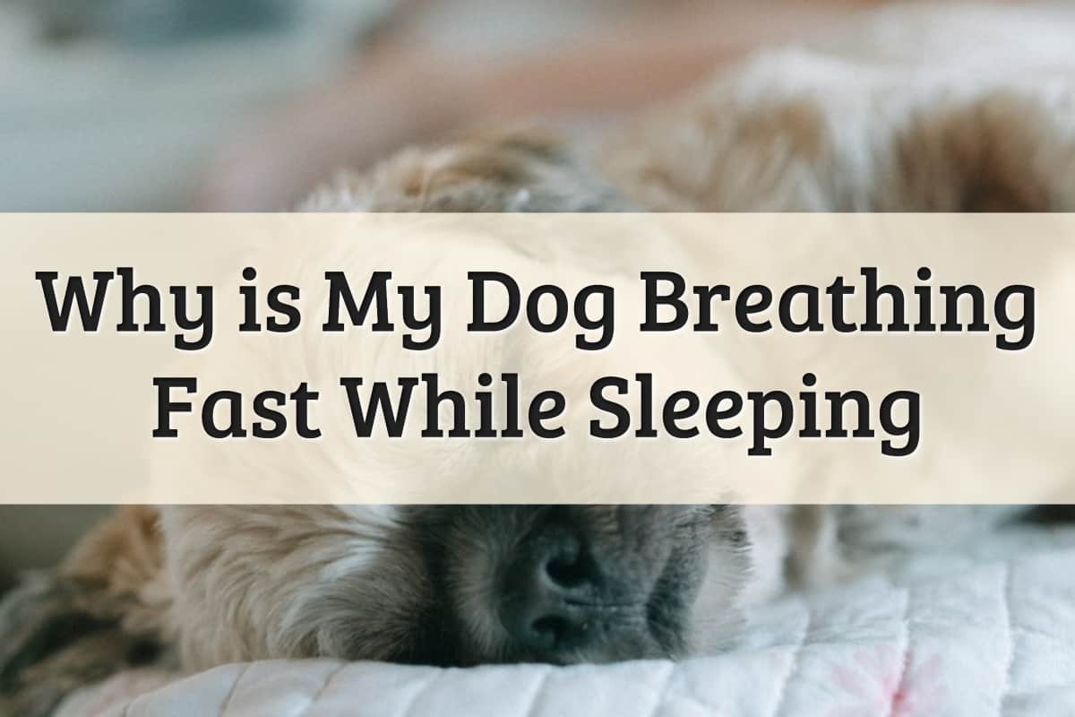 why-is-my-dog-sleeping-so-fast-how-to-tell-the-difference