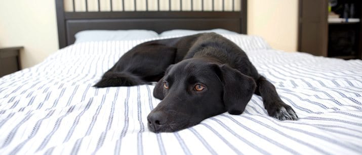 Why Does My Dog Keep Peeing On My Bed? (Really)