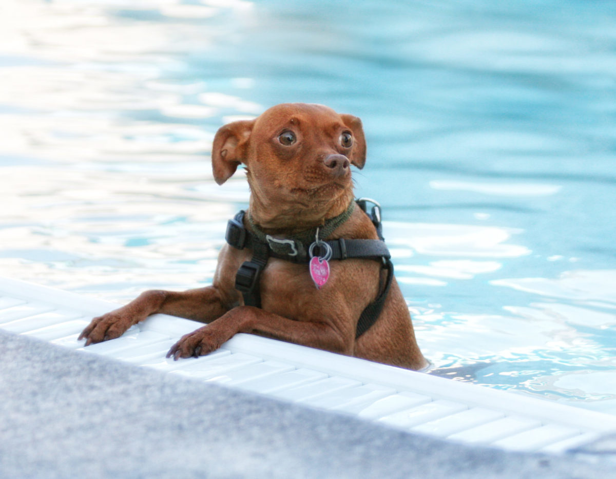 Why-Is-My-Dog-Afraid-Of-Water-1.jpg