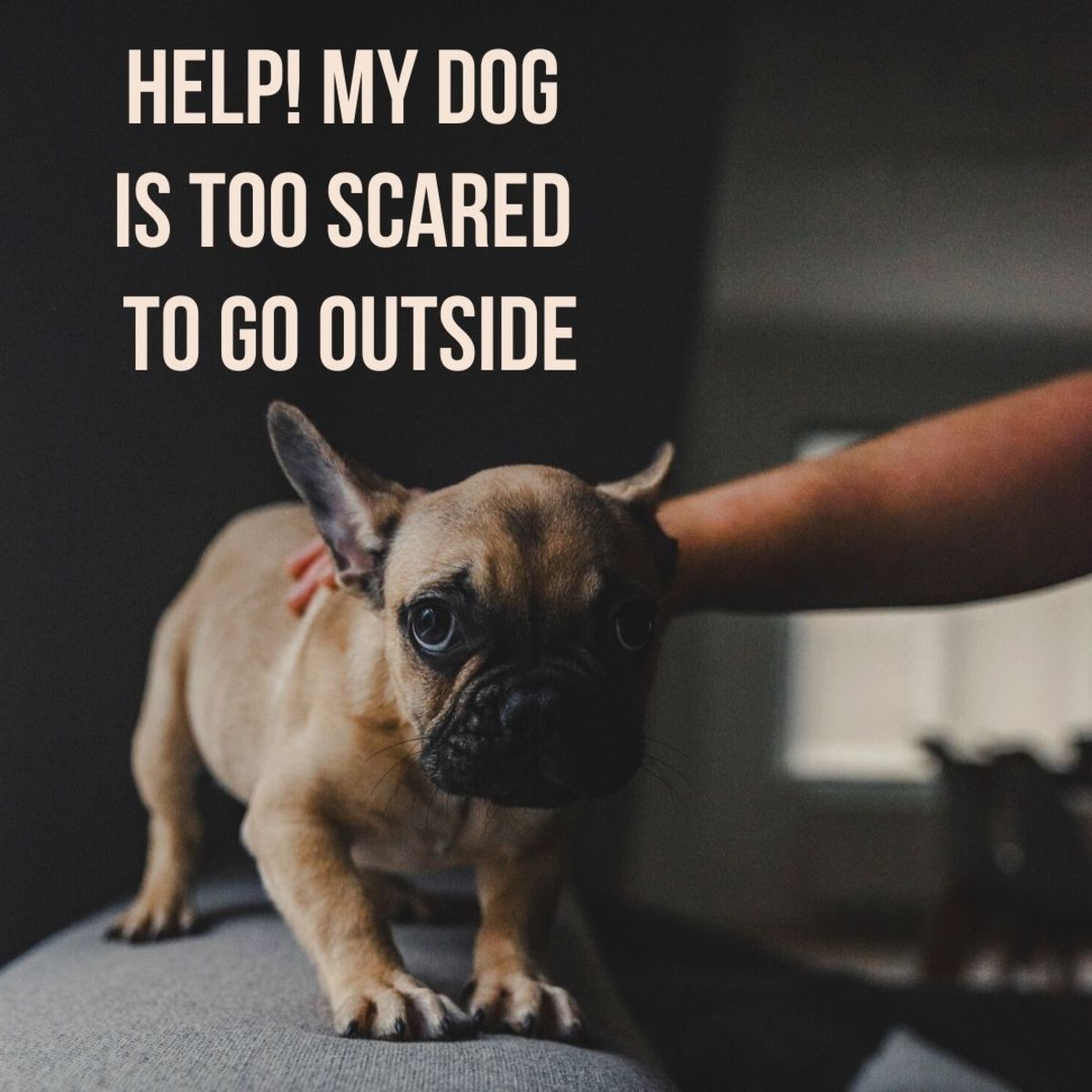 Why Is My Dog Afraid To Go Outside? - Pets Tutorial