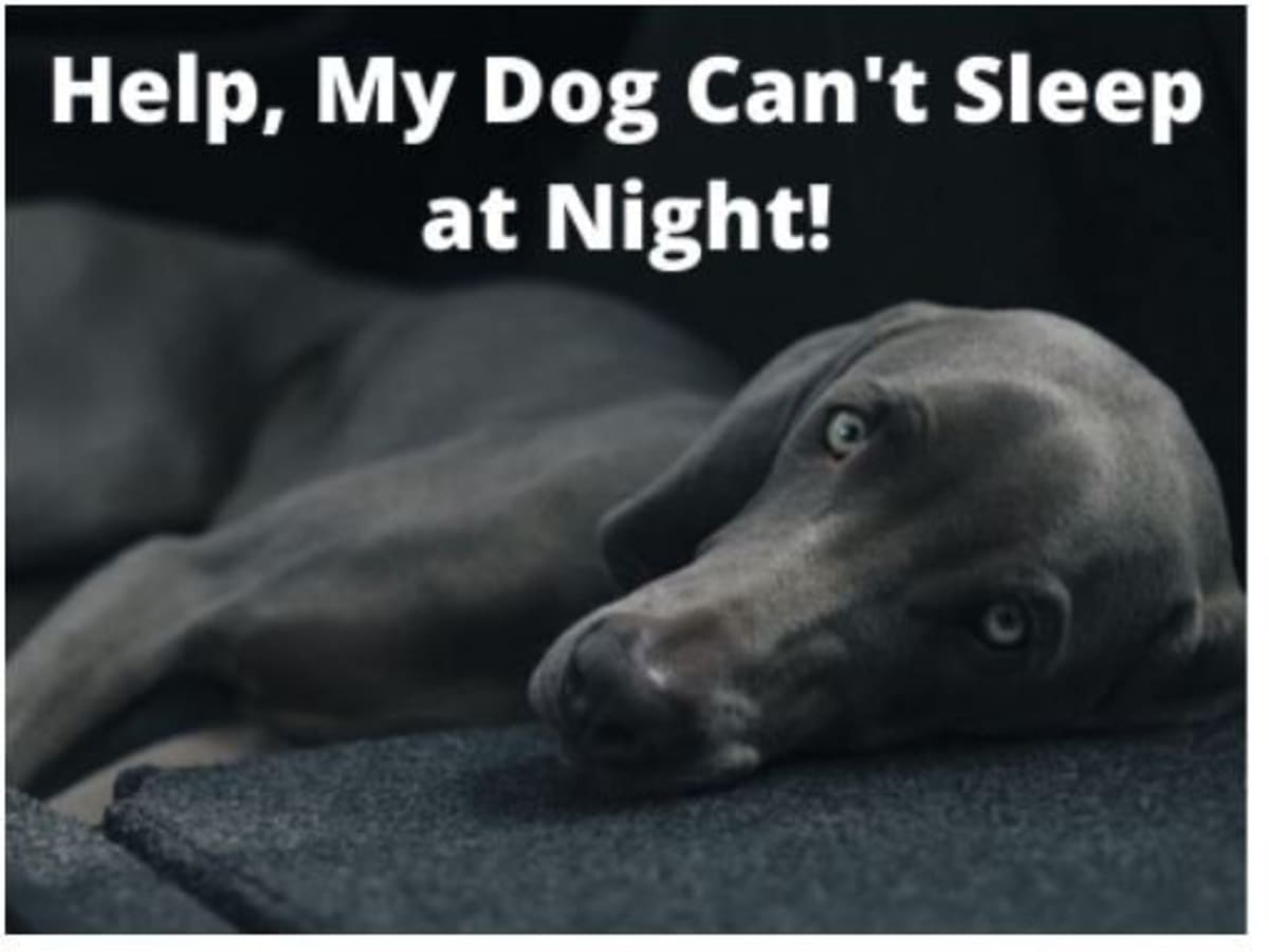 why-is-my-dog-anxious-at-night-pets-tutorial