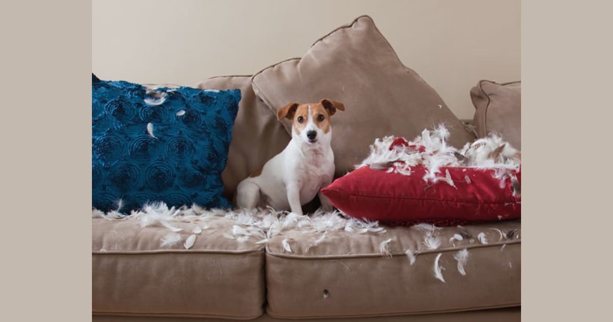 Why Is My Dog Digging The Couch? Pets Tutorial