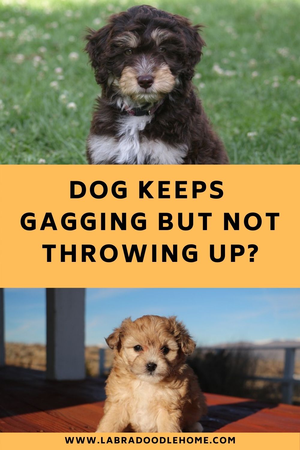 why-is-my-dog-gagging-and-not-throwing-up-pets-tutorial