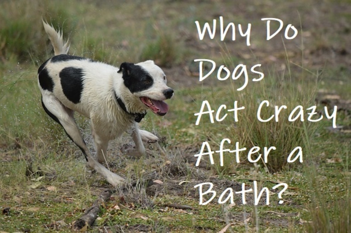 why-is-my-dog-going-crazy-pets-tutorial