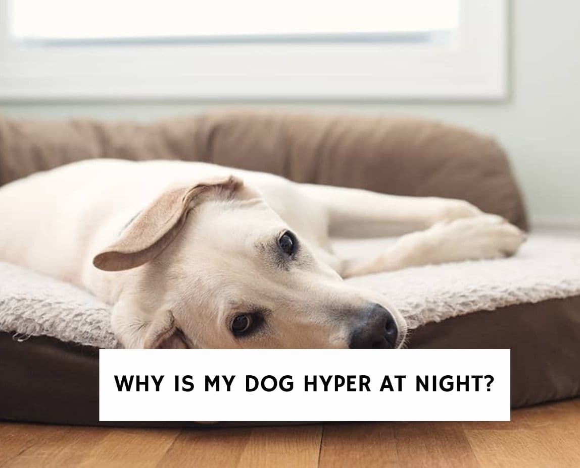 Why Is My Dog Hyper At Night? - Pets Tutorial