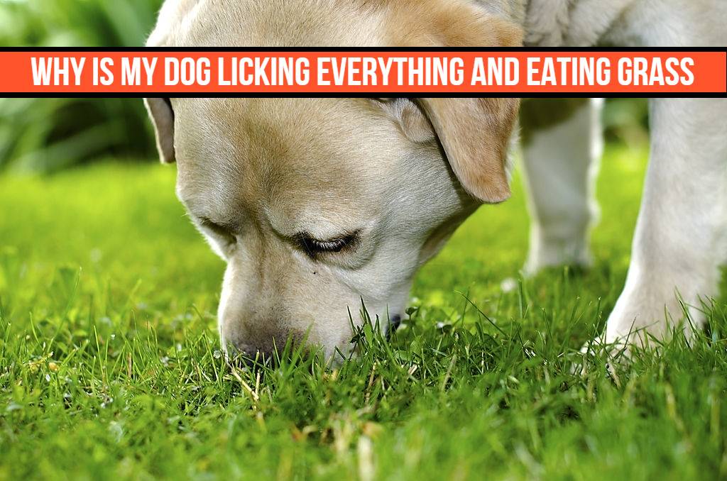 why-is-my-dog-licking-everything-and-eating-grass-pets-tutorial