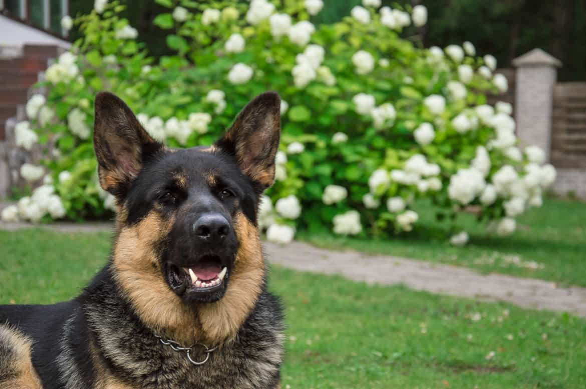 why-is-my-dog-not-listening-to-me-pets-tutorial