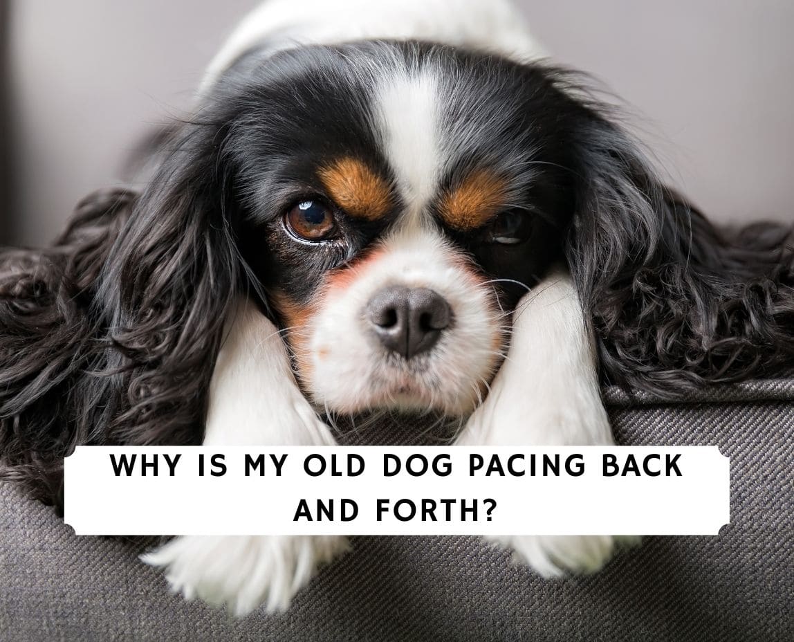 Why Is My Dog Rocking Back And Forth? - Pets Tutorial