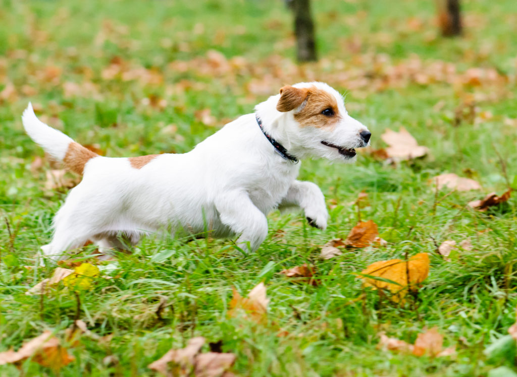 Why-Is-My-Dog-Running-In-Circles-2.jpg