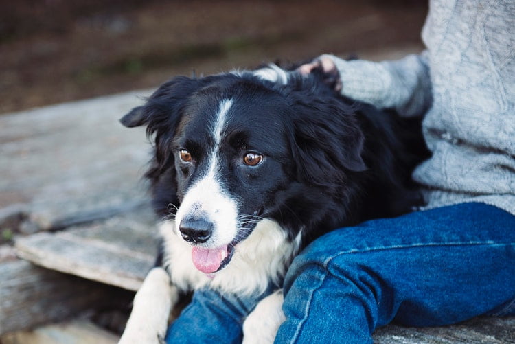 why-is-my-dog-sitting-on-me-pets-tutorial