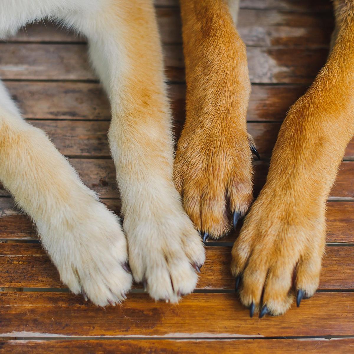 why-does-my-dog-bite-his-nails-the-science-behind-it