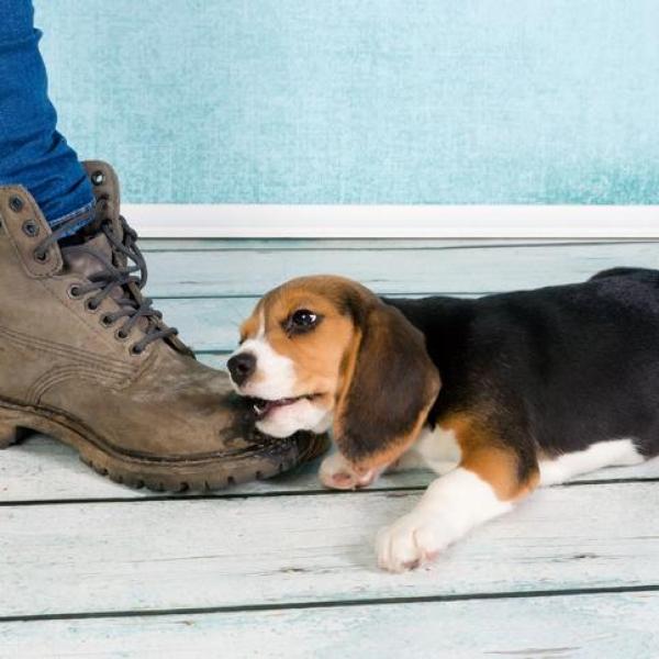 4 Reasons Why My Dog Bite My Feet When I Walk