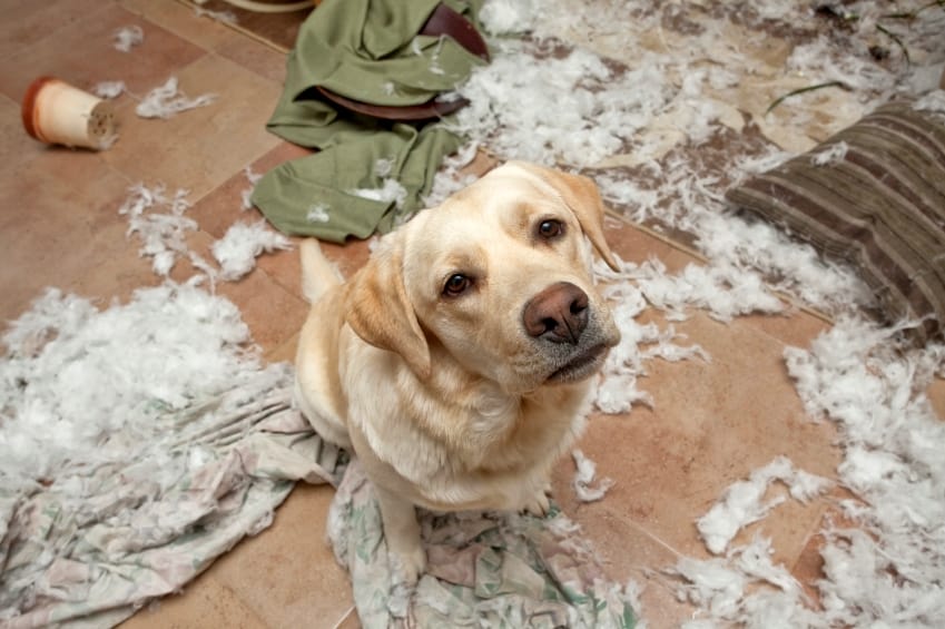 why do dogs destroy their beds