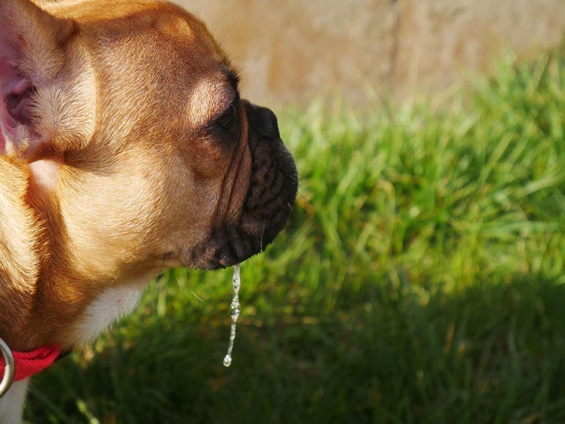 Why Does My Dog Drool Around Other Dogs?