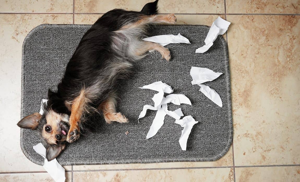 9 Reasons Why My Dog Eat My Pads. And How To Stop My Dog.