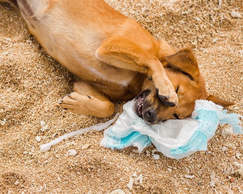 9 Reasons Why My Dog Eat My Pads. And How To Stop My Dog.