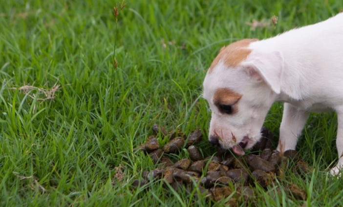 4 Reasons Why My Dog Eat Worms