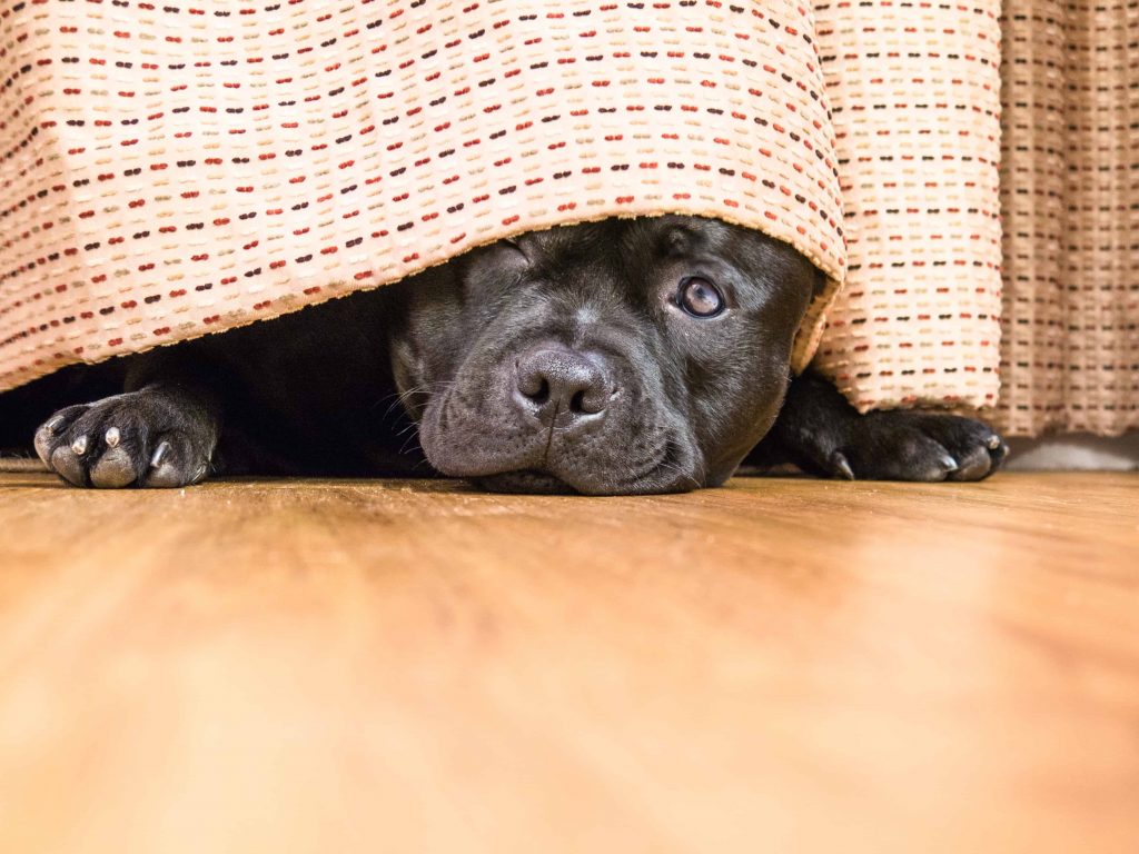 6-reasons-why-my-dog-hide-under-the-bed-at-night