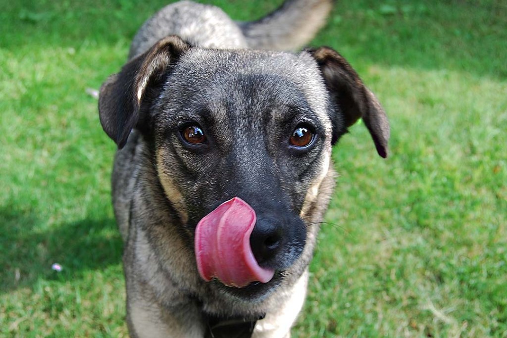 10-possble-reasons-why-my-dog-keep-licking-her-nose