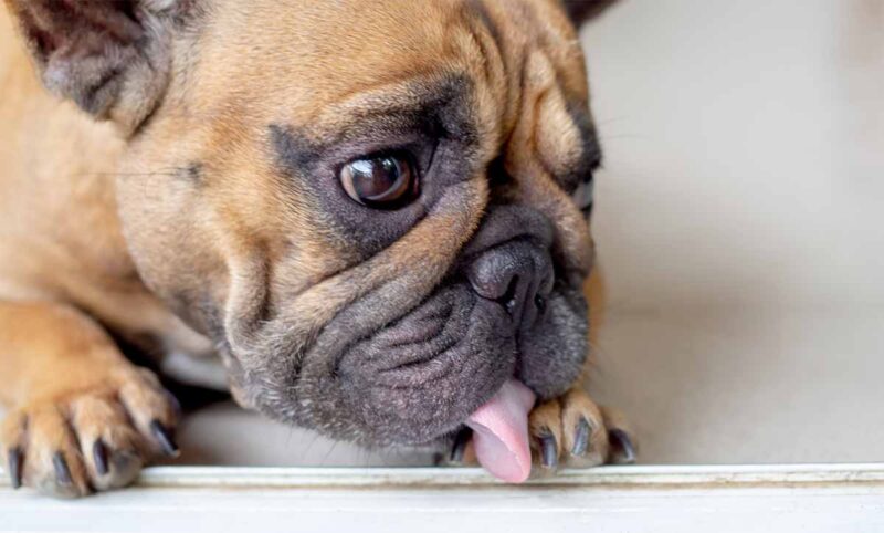 4-reasons-why-my-dog-keep-licking-the-carpet