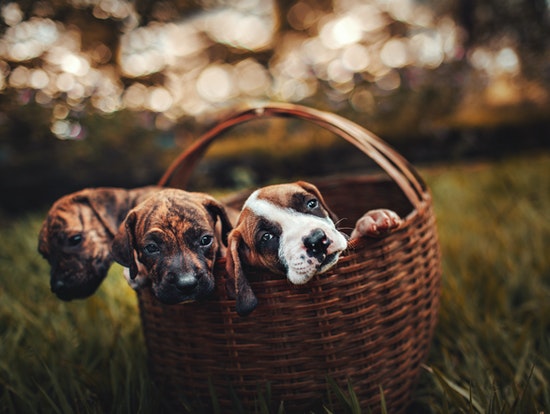 3 Reasons Why My Dog Keep Moving Her Puppies