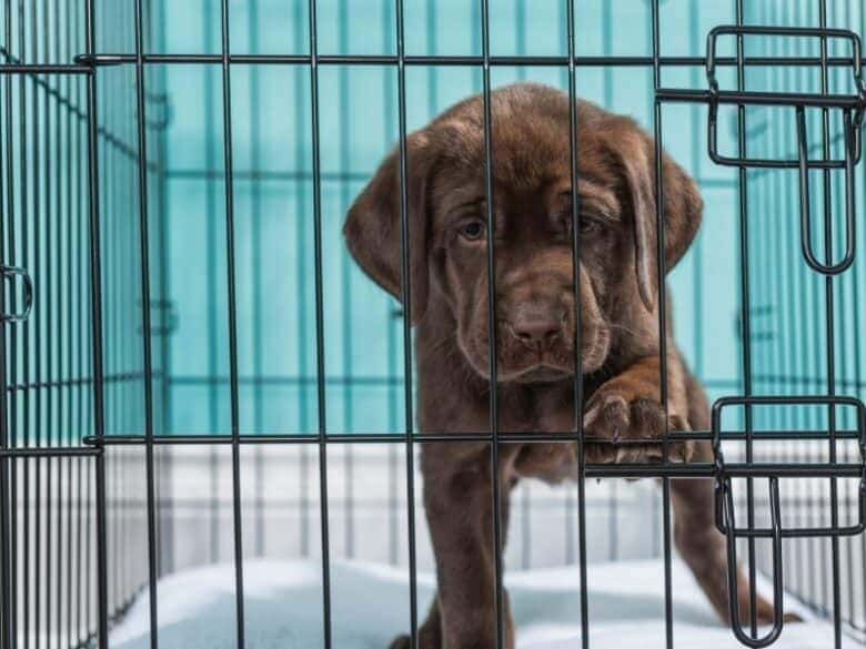 why-does-my-dog-keep-peeing-in-his-crate