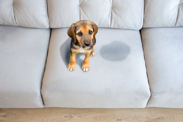 5-reasons-why-my-dog-keep-peeing-on-the-couch