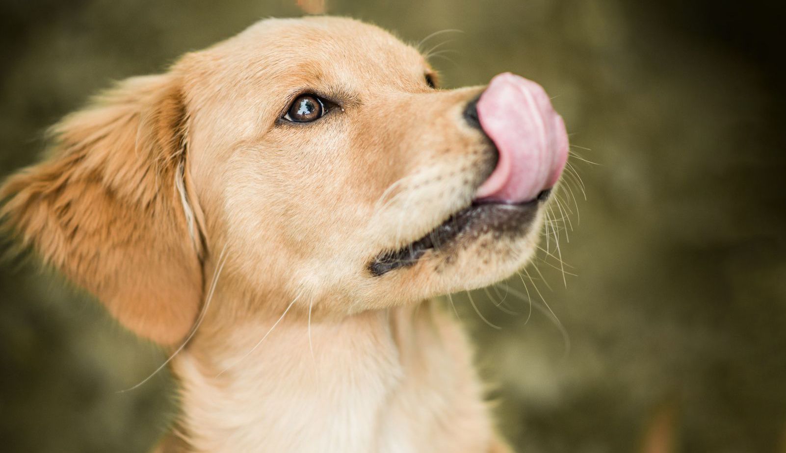 A dog. Собака облизывается. Животные. Язык животных. Собака облизывает.