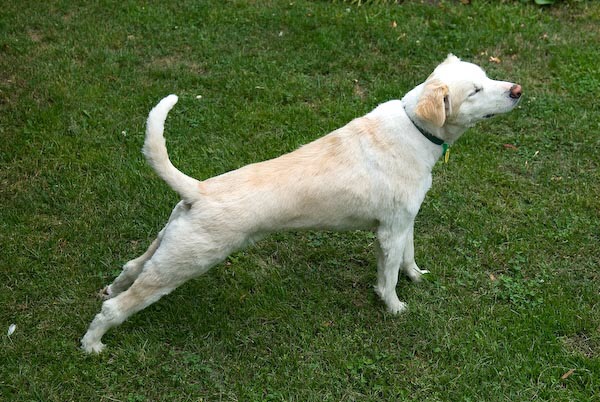 6 Reasons Why My Dog Keep Stretching His Back Legs