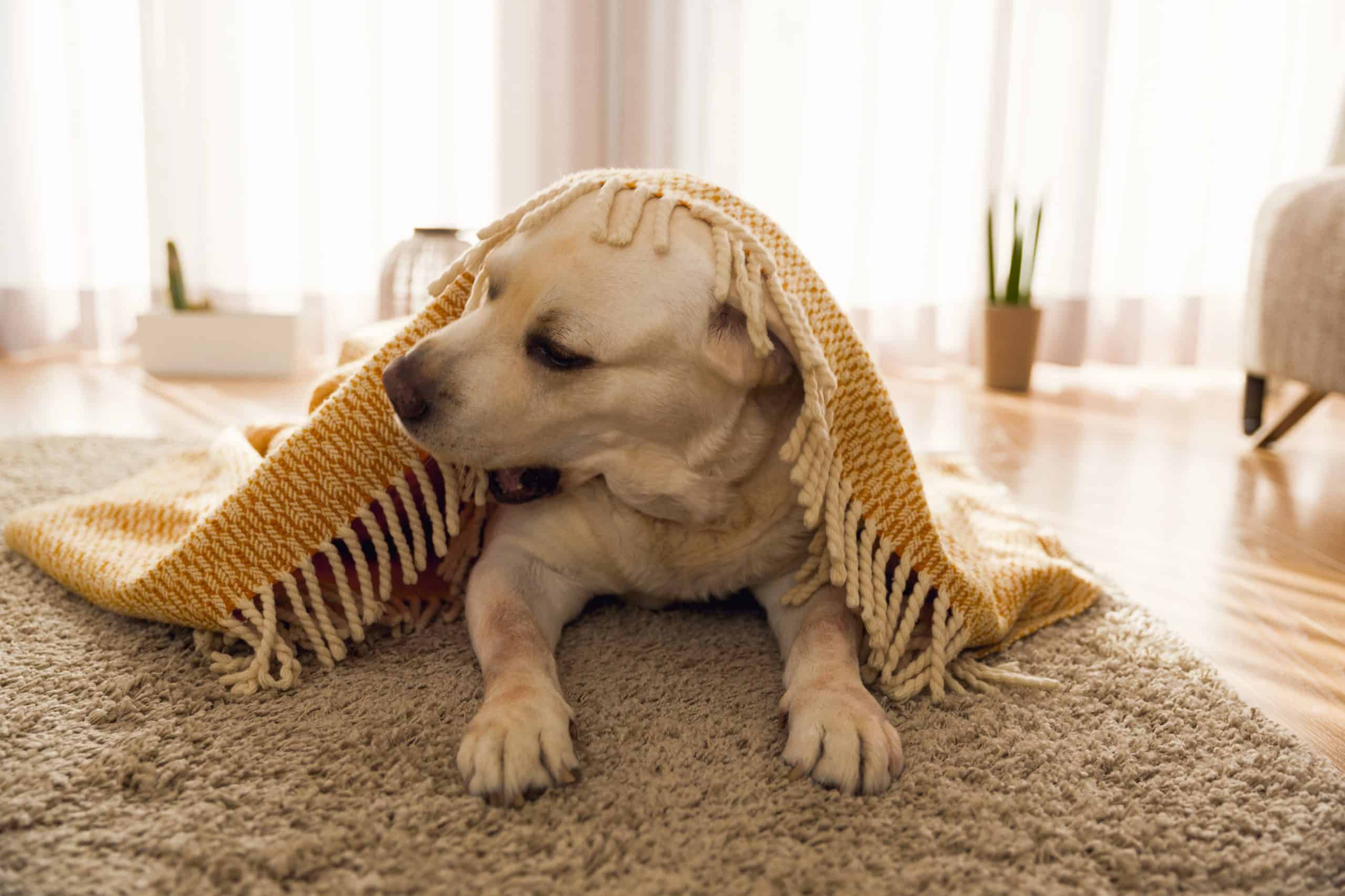 Why Does My Dog Knead And Bite Blanket?