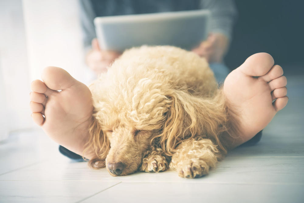 7 Reasons Why My Dog Lays His Head On My Feet.