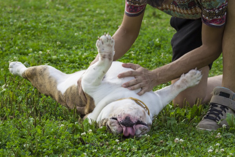 5 Reasons Why My Dog Lay On His Back When He Sees Me