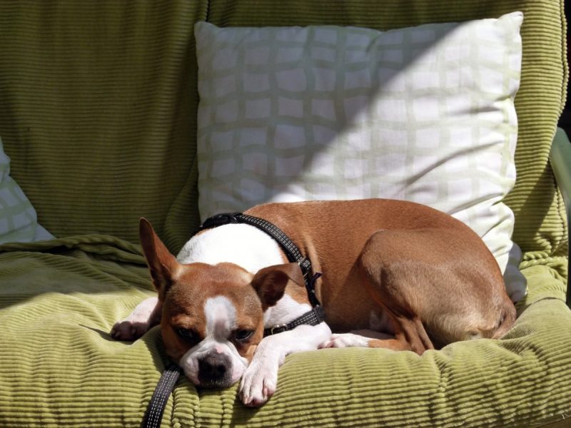 Why Does My Dog Lay On My Pillow?