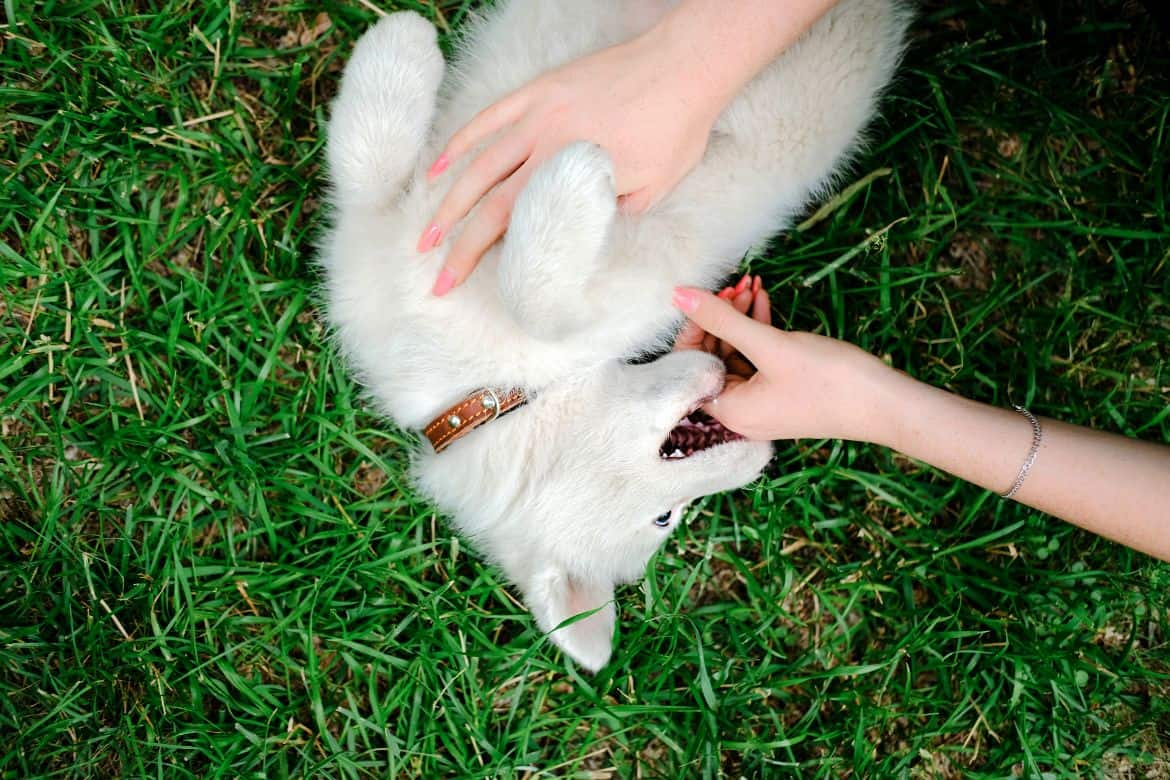 My Dog Licks His Lips When I Scratch Him