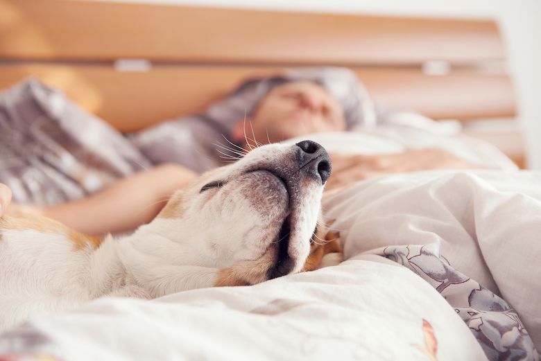 Why Does My Dog Lick My Bed? 5 Reasons What They Do That.