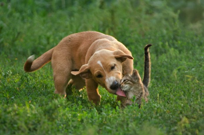 why does my dog lick my cat