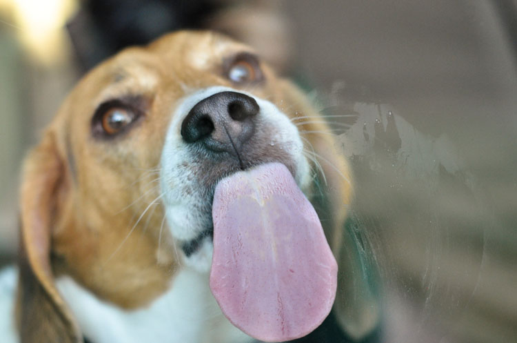 why-does-my-dog-lick-my-hair-1.jpg