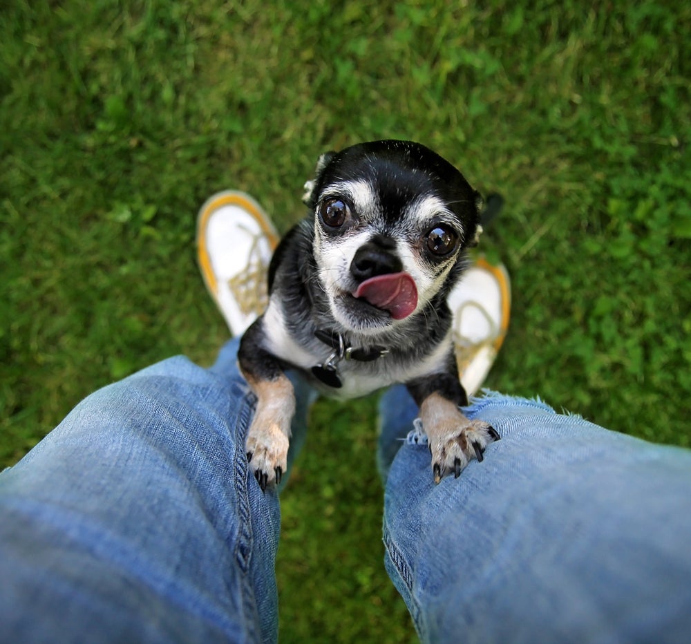 5-reasons-why-my-dog-lick-my-leg